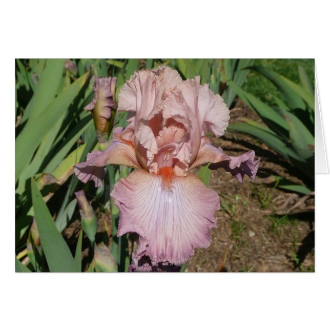 CARTE d'IRIS ASSEZ EN PASTEL - carte vierge (Devant Horizontal)