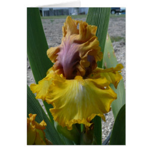 CARTE d'IRIS - NOUVEAU RICHE - carte vierge