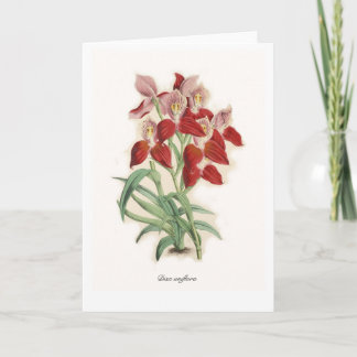 Carte Disa uniflora