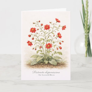 Carte Distracta dispersissima - La Fleur Éparse