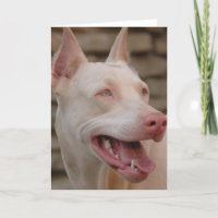 Doberman blanc