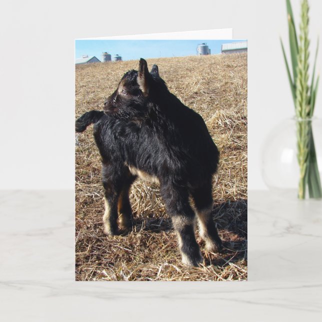 Carte Dobie Goat Kid Toutes Les Occasions (Devant)