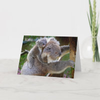 Carte d'occasion de /All de jour d'ours de koala