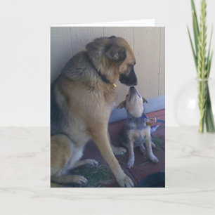 Carte Dogs Pets