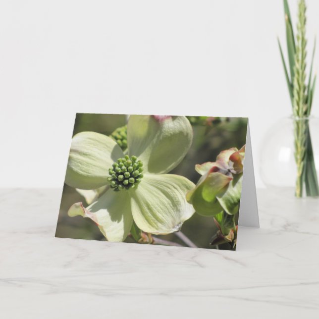 Carte Dogwood (Devant)