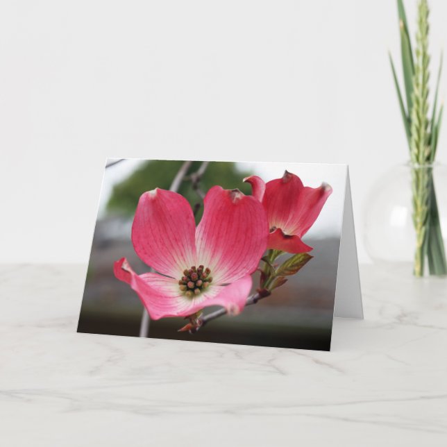 Carte Dogwood rose vierge (Devant)