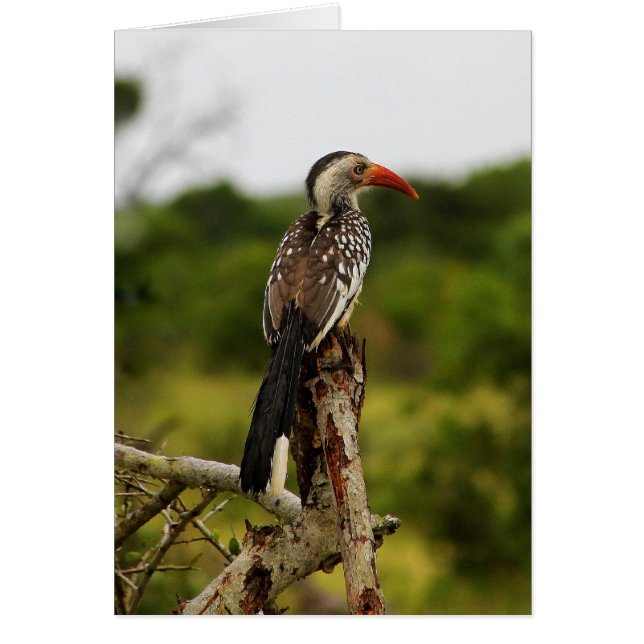 Carte d'oiseau à bec rouge (Devant)