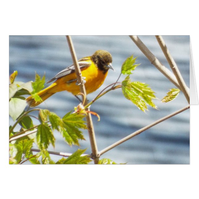 Carte d'oiseau du matin (Devant horizontal)