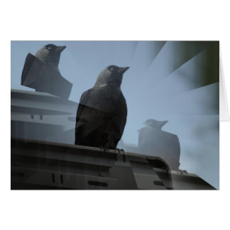 Carte d'oiseaux Jackdaw