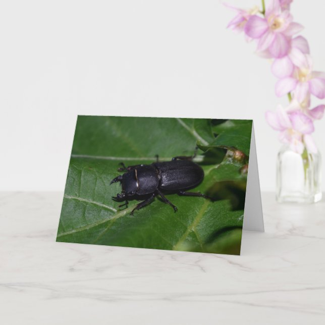 Carte Dorcus parallelipipedus, le moindre dendroctone du (Orchidée)