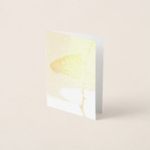 Monarque sous la lumière du matin