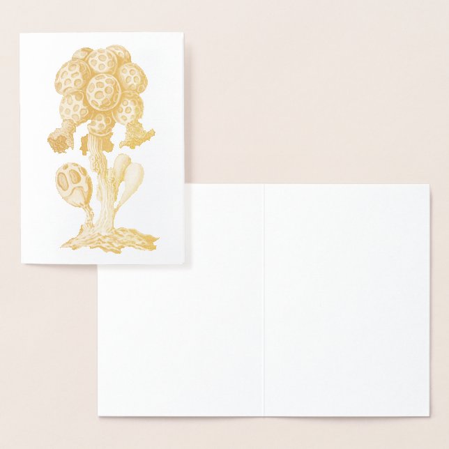 Carte Dorée Vintage Haeckel (Affichage)