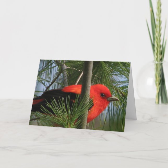 Carte d'O'Tanager d'écarlate (Devant)
