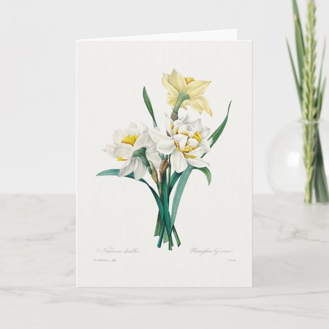 Carte Double Daffodil,  Pierre-Joseph Redouté, 1827 (Devant)