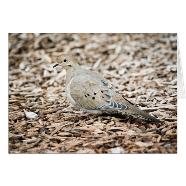 Carte Dove 1 en deuil (Devant Horizontal)