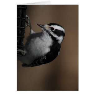 Carte Downy Woodpecker