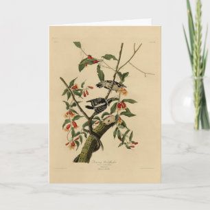 Carte Downy Woodpecker - de Audubon's Birds of America