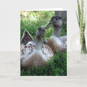 Carte Drakes de l'Appleyard argenté