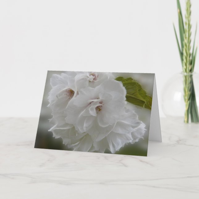 Carte Dreamy Cherry Blossoms AH2010 (Devant)