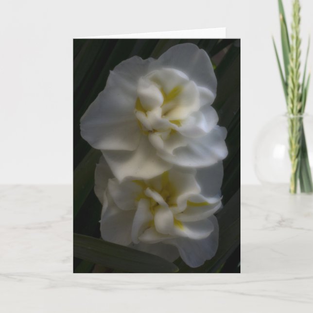 Carte Dreamy Narcissus Daffodils (Devant)