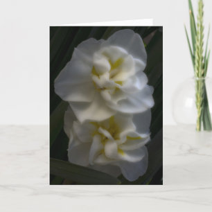 Carte Dreamy Narcissus Daffodils
