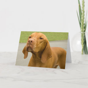 Carte drôle de photo de chien Vizsla