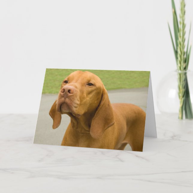 Carte drôle de photo de chien Vizsla (Devant)