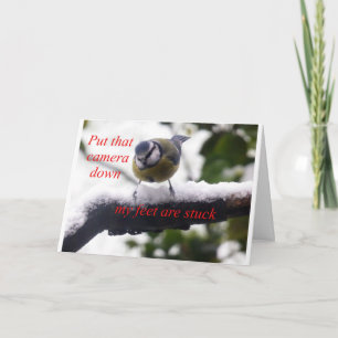 Carte drôle d'oiseau dans la neige