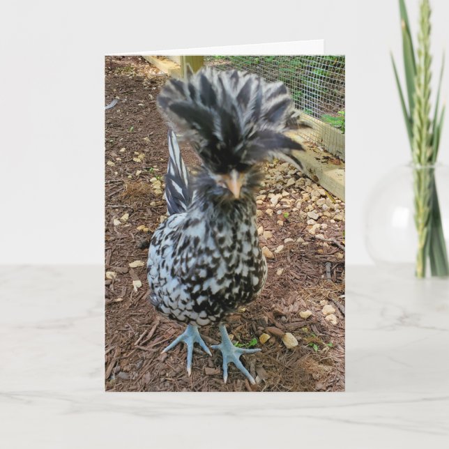 Carte Drôle Humour de poulet, Favoris poulets polonais p (Devant)