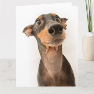 Carte Drôle mignon Doberman Chien Chien Chien Chien