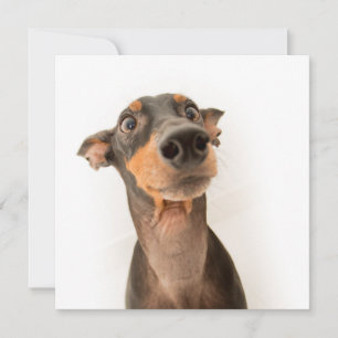 Carte Drôle mignon Doberman Chien Chien Chien Chien