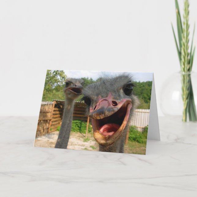 Carte Drôle Ostrich Bird Photo What's Up (Devant)