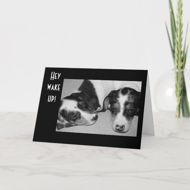 Carte DROWSY DACHSHUNDS 40e ANNIVERSAIRE (Devant)