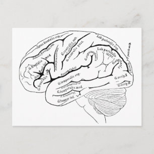 Carte du Cerveau du 19e siècle - don d'art vintage