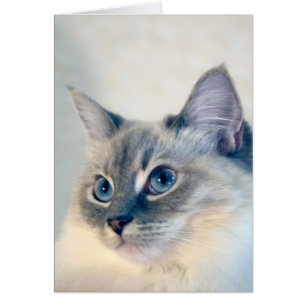 Carte du chat #2018 de Ragdoll