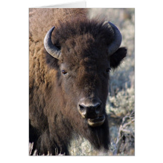 Carte du visage de bison