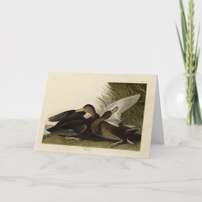 Carte Dusky Duck - de John Audubon's Birds of America (Devant)
