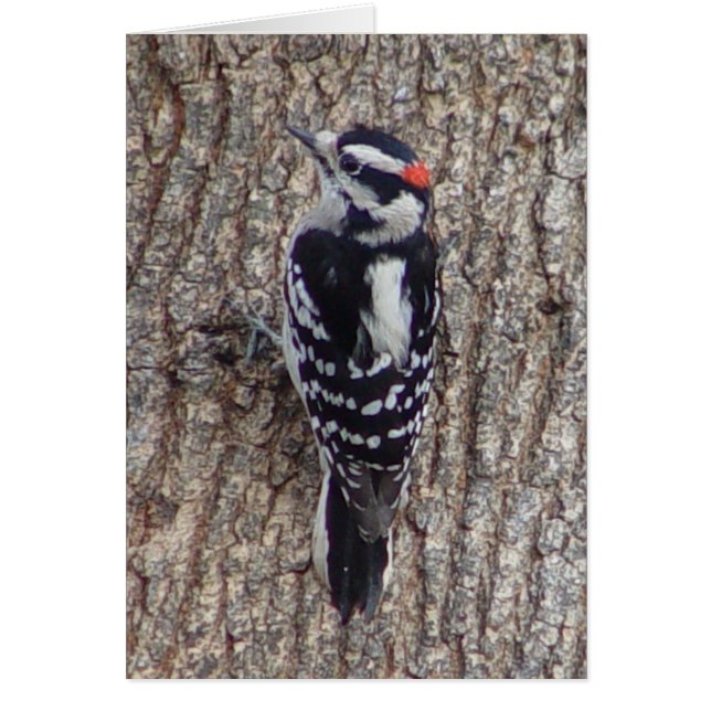 Carte duveteuse d'oiseau de pivert (Devant)