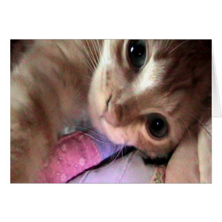 Carte d'yeux bleus de Ronronnement-c