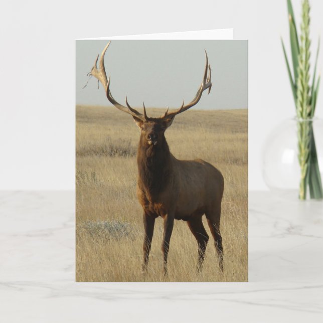 Carte E13 Élan mâle Herbe dans les cornes (Devant)