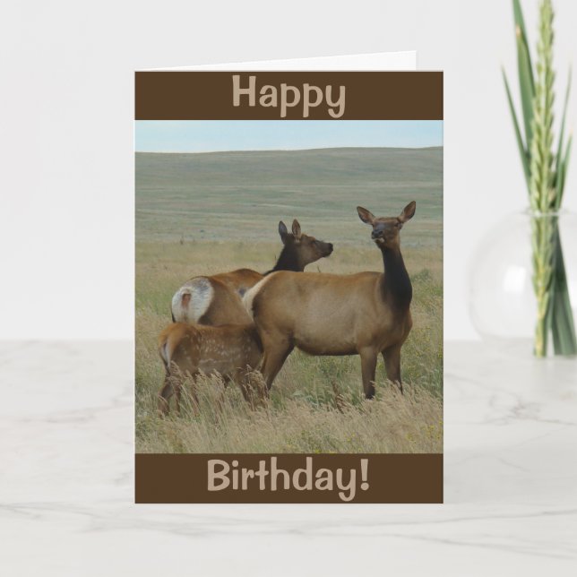 Carte E61 Cow Elk and Calf (Devant)