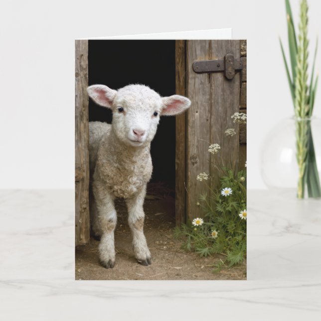 Carte Easter Lamb In Barn Door (Devant)