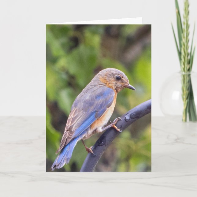 Carte Eastern Blue Bird Blank Note Card (Devant)