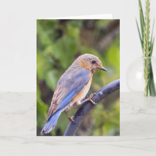 Carte Eastern Blue Bird Blank Note Card