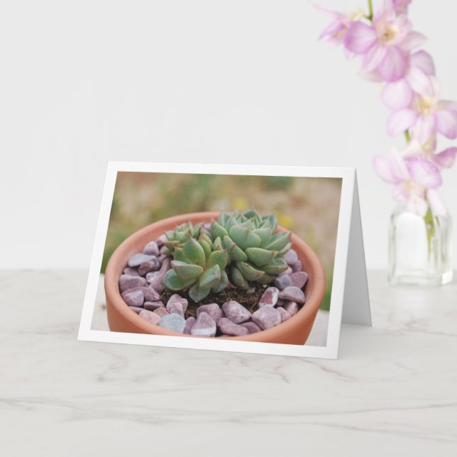 Carte Echeveria Purpusorum, Plante Succulente (Orchidée)