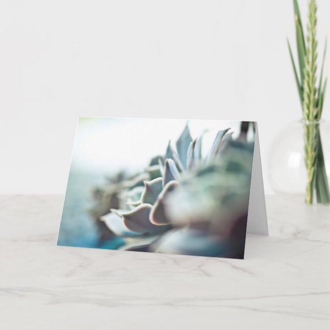 Carte Echeveria succulent (Devant)