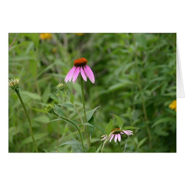 Carte Echinacea (Devant horizontal)