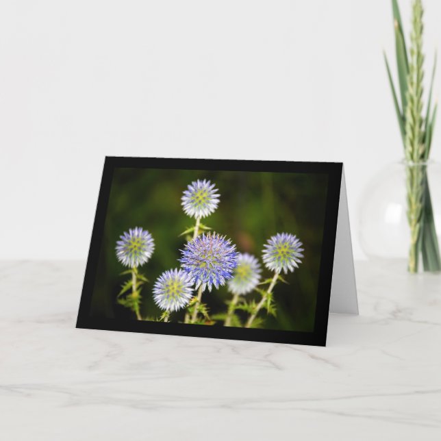 Carte Echinops Sphaerocephalus, Chardon-globe glanduleux (Devant)