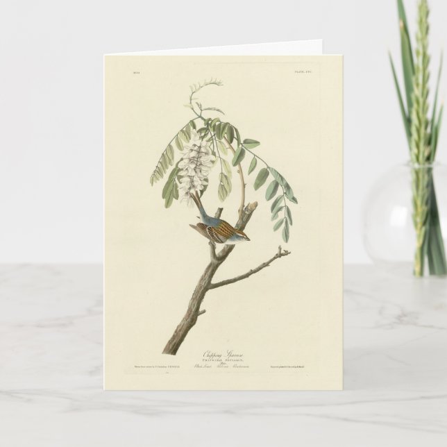 Carte Écrasement du Bruant des oiseaux d'Amérique d'Audu (Devant)
