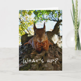 Carte Écureuil Drôle Animaux Mignons Bonjour de Salut
